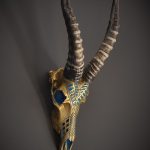 Blesbok-Skull